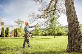 Professional Tree Services in Bryn Mawr, PA