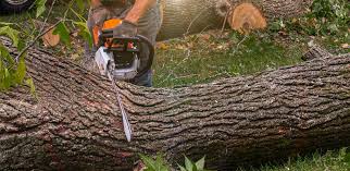 Best Tree Disease Treatment  in Bryn Mawr, PA