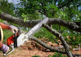 Best Tree Removal  in Bryn Mawr, PA