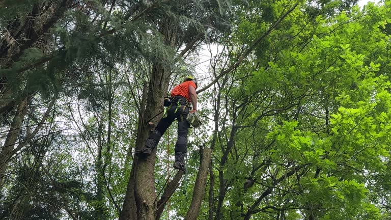  Bryn Mawr, PA Tree Services Pros