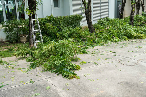 Best Tree Mulching  in Bryn Mawr, PA